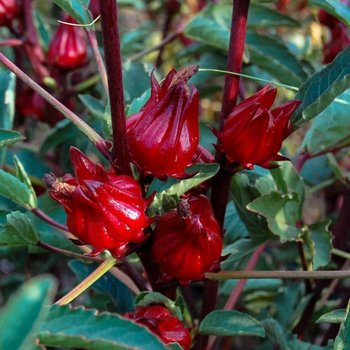 HIBISCUS