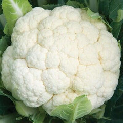 CAULIFLOWER