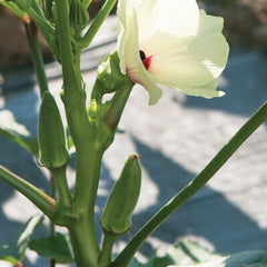 Collection image for: Okra