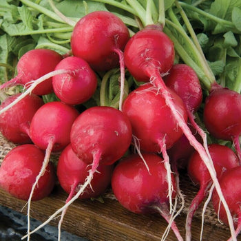 Radish