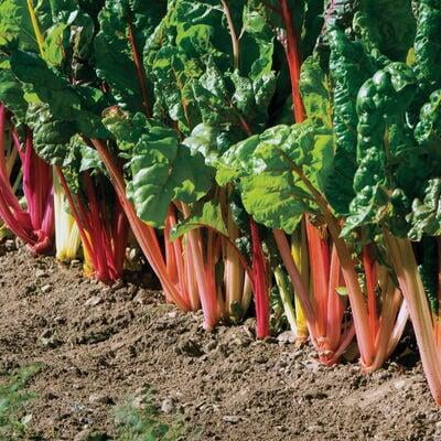 Swiss chard