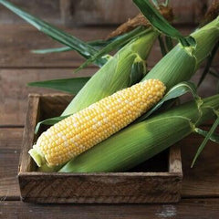 Collection image for: corn