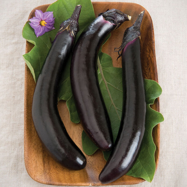 ORIENT EXPRESS EGGPLANT