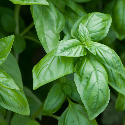 GENOVESE BASIL USA