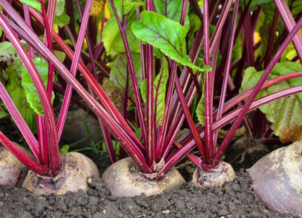 Beet 50 g