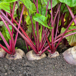 Beet 50 g