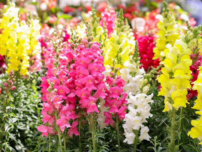 Snapdragon 'Medium High Mixture'