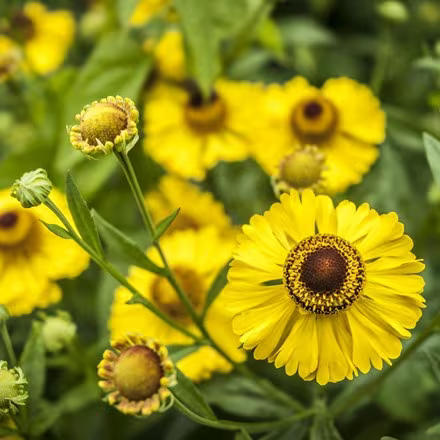 Yellow Helenium UAE