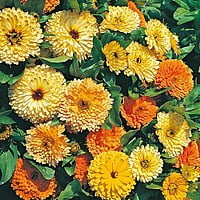 CALENDULA YELLOW & ORANGE