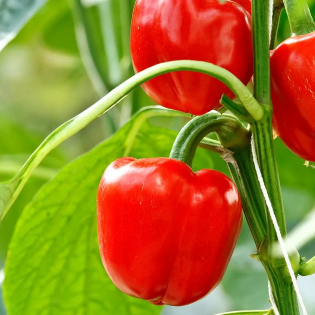 TASTY RED PEPPER