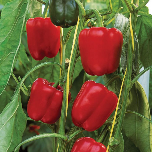 SPRINTER RED PEPPER