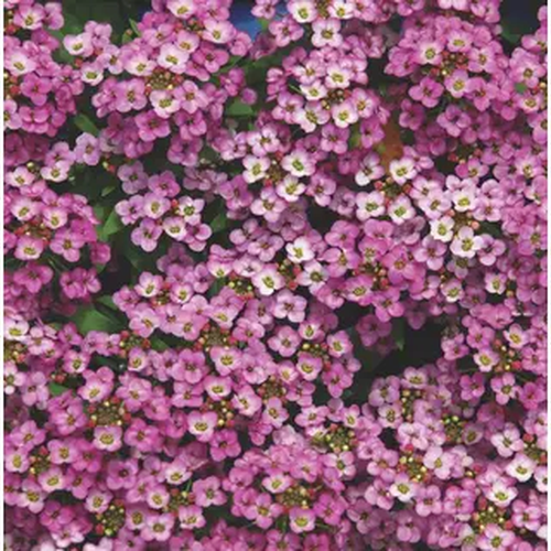 Pink Carpet flower alyssum