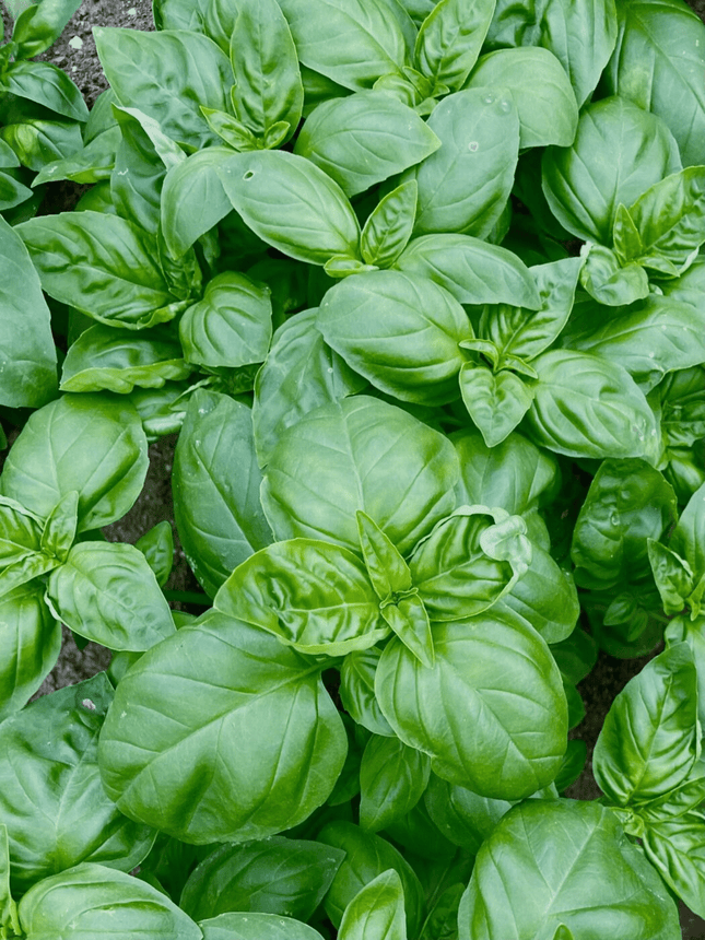 Basil coarse green