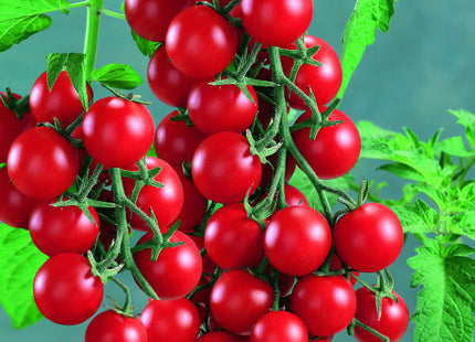 Lupitas cherry tomato