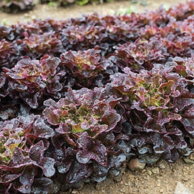 MIG RED OAKLEAF LETTUCE