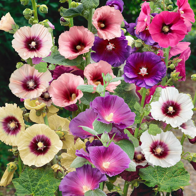 HOLYHOCK MIX flowers