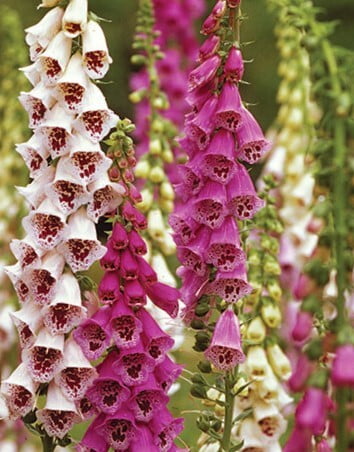 Giant Foxglove flowers