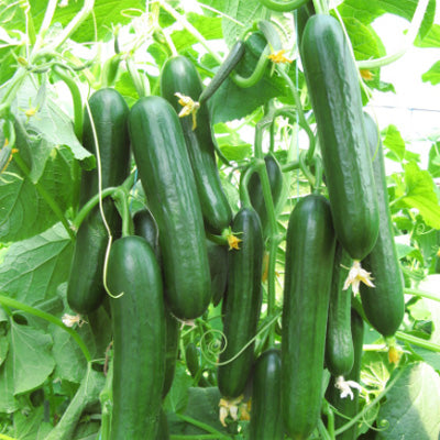 TALWEEN F1 CUCUMBER