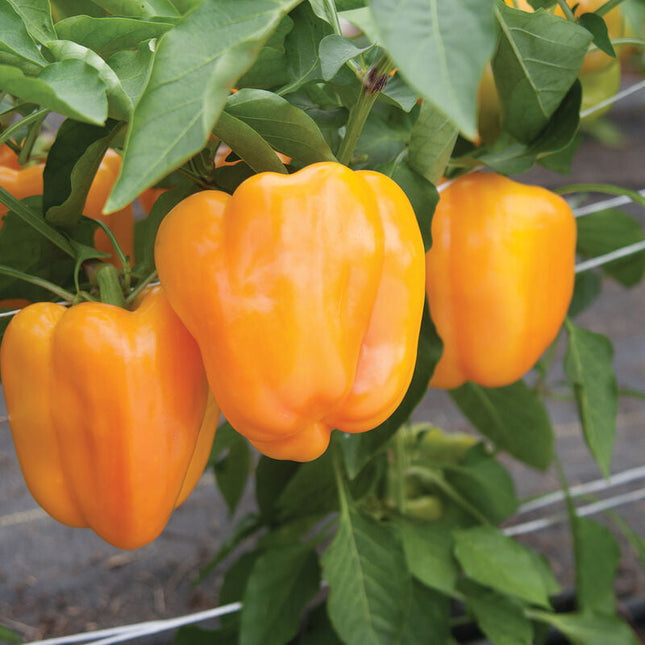 FLAVORBURST BELL PEPPER