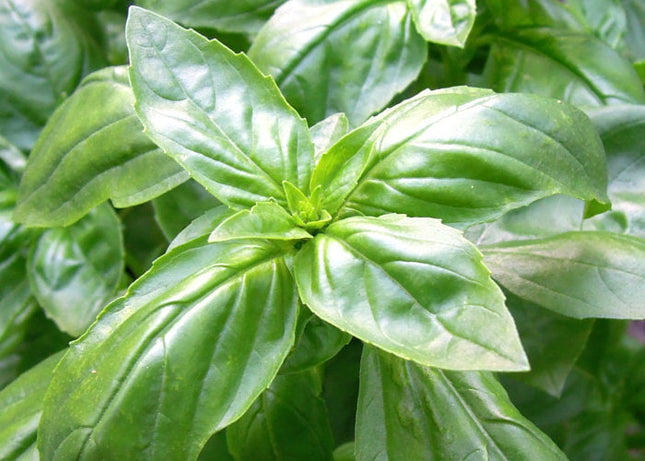 Genoveser Basil