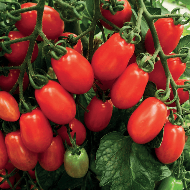 Monterre F1 hybrid tomatos