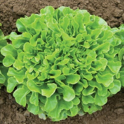 MIG GREEN OAKLEAF LETTUCE