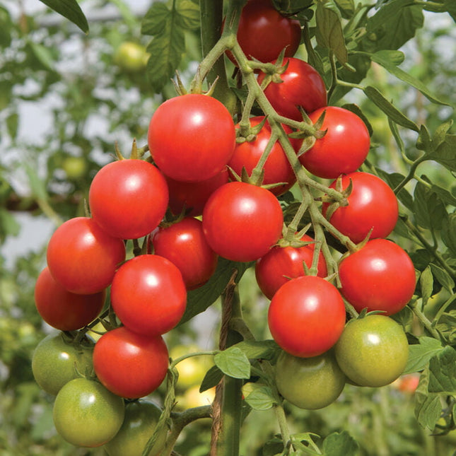 SAKURA CHERRY TOMATO