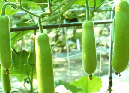 Bottle gourd 50g