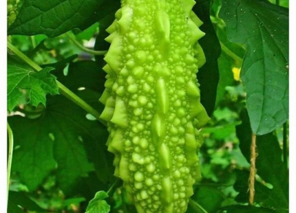 Bitter Gourd 50g