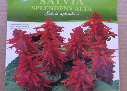 Scarlet Sage SALVIA SPLENDENS ALTA