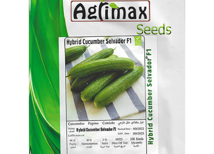 CUCUMBER BYBIRD SEIVADOR F1 PAK 500 SEEDS