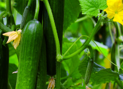 SEED CUCUMBER- KATRINA- GREEN HOUSE 500 SEEDS/PKT