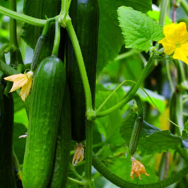 SEED CUCUMBER- KATRINA- GREEN HOUSE 500 SEEDS/PKT