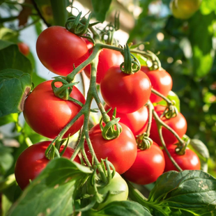 HYBRID TOMATO INFINITY F1