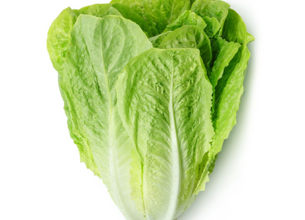 AGRIMAX HOBBY ROMAN LETTUCE