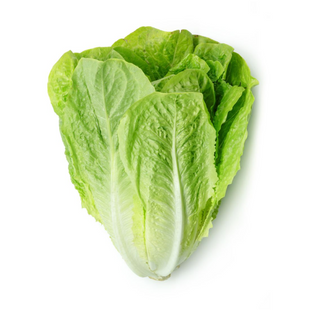 AGRIMAX HOBBY ROMAN LETTUCE