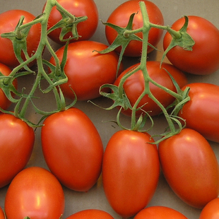 AGRIMAX CAN TOMATO ROMA  VF