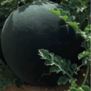 AGRIMAX WATER MELON FAHED F1 500 SEEDS