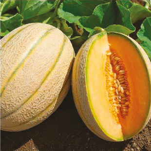 AGRIMAX MELON JONAN F1