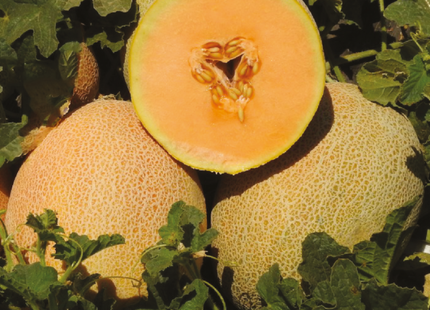 AGRIMAX MELON LION F1 500 SEEDS