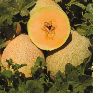 AGRIMAX MELON LION F1 500 SEEDS