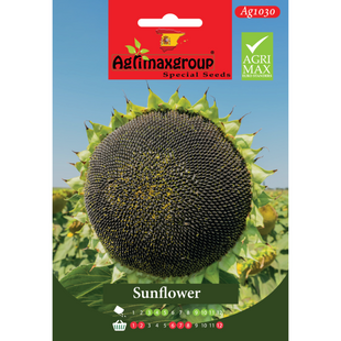 SUN FLOWER SEEDS 100SEEDS PACKET