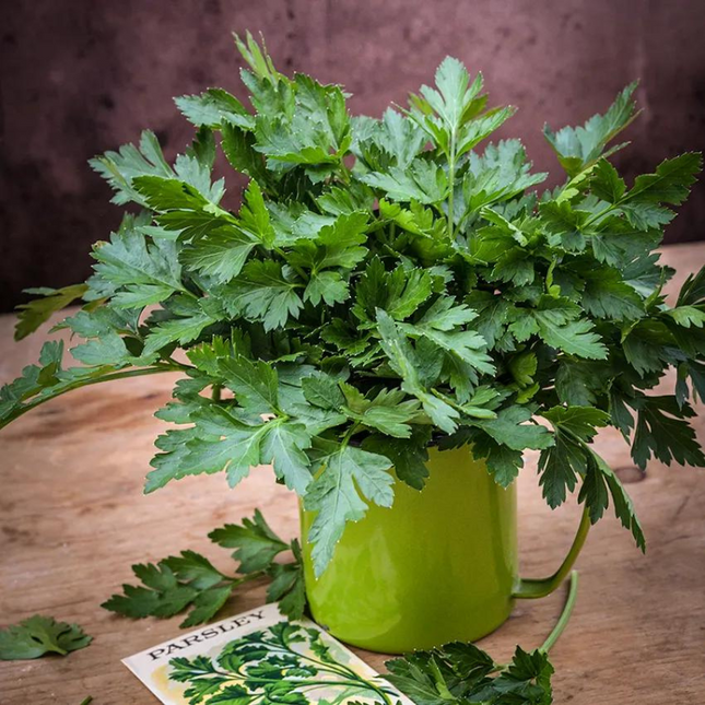 ITALIAN GIANT PARSLEY