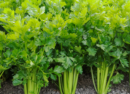 AGRIMAX CAN CELERY