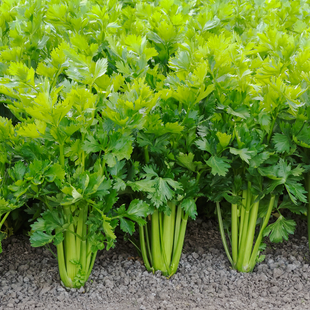 AGRIMAX CAN CELERY