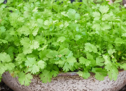 AGRIMAX CAN CORIANDER