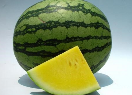 SEEDLESS WATERMELON 3F-2795 F1