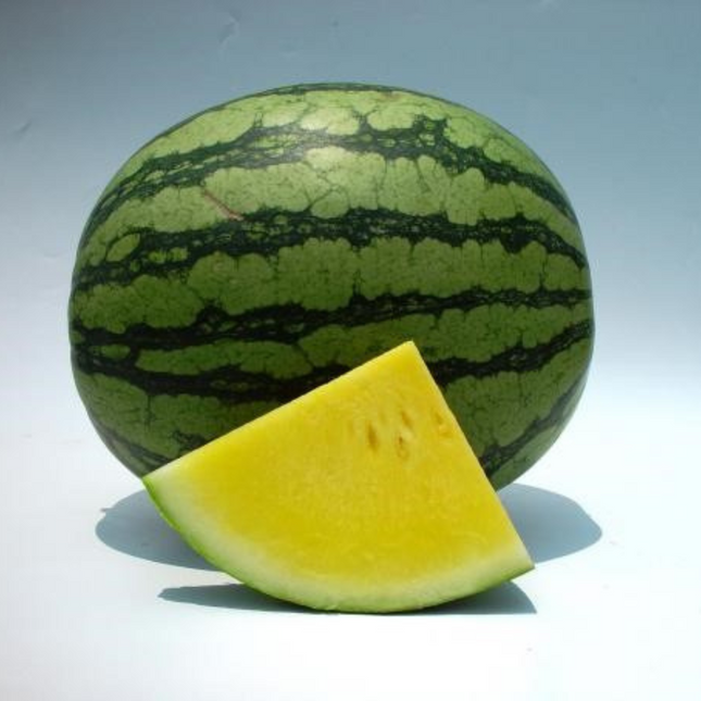 SEEDLESS WATERMELON 3F-2795 F1