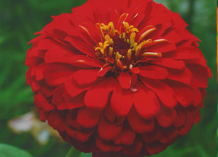 ZINNIA CHERRY QUEEN